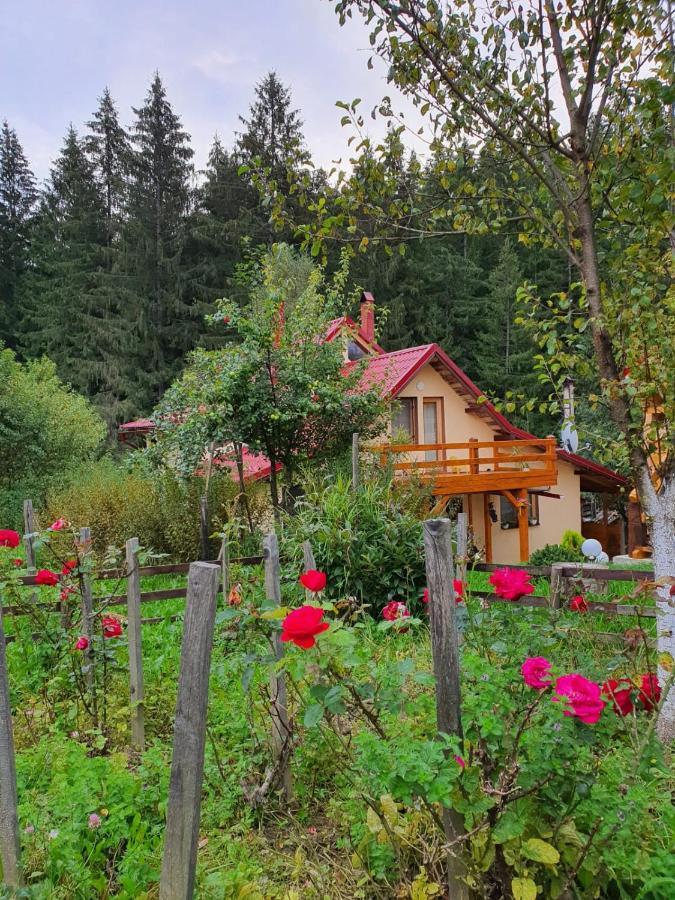 Forest Vibes Spa Cimpu lui Neag Bagian luar foto