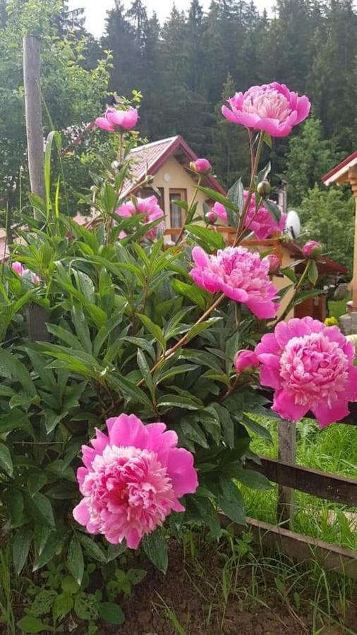 Forest Vibes Spa Cimpu lui Neag Bagian luar foto