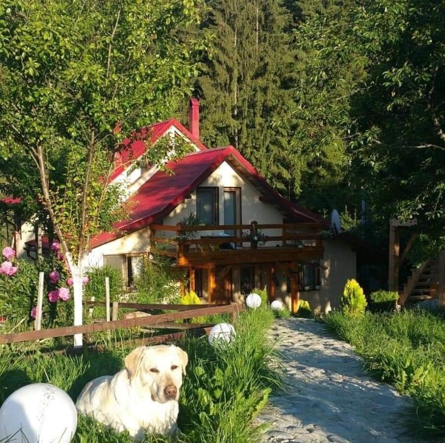 Forest Vibes Spa Cimpu lui Neag Bagian luar foto