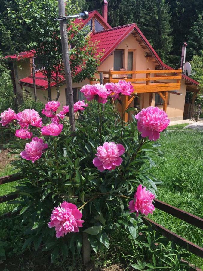 Forest Vibes Spa Cimpu lui Neag Bagian luar foto
