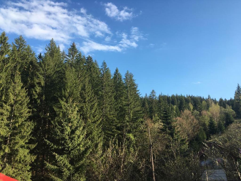 Forest Vibes Spa Cimpu lui Neag Bagian luar foto