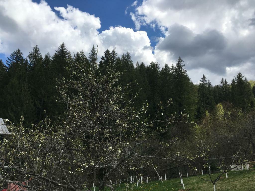 Forest Vibes Spa Cimpu lui Neag Bagian luar foto